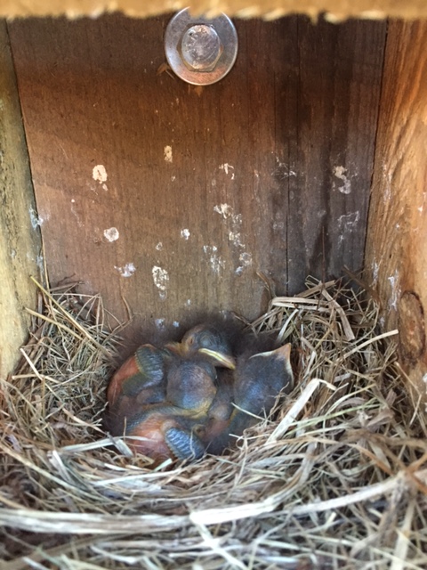 A successful nest in a FFF&GC bluebird house.
