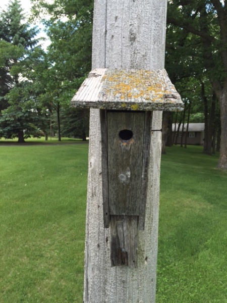A different style of bluebird house. This one is at Otter Tail Lake.