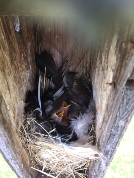 Tree swallows in a bluebird box.