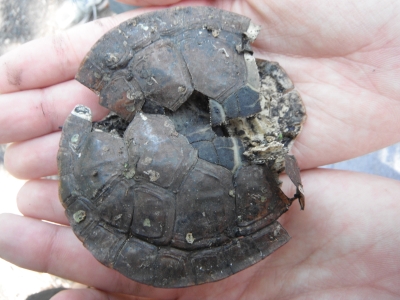 So_I_poked_it_2_400x300